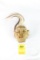 South Pacific Old Man Shrunken Head