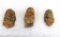 (3) Trilobite Fossils