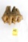 Mastodon Tooth