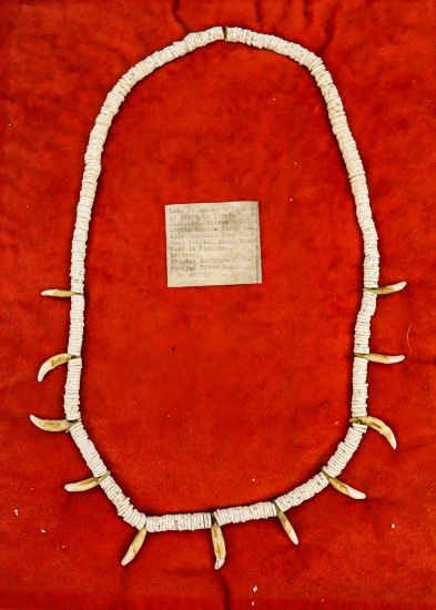 Native American Indian - Coyote Tooth And Shell Bead Necklace