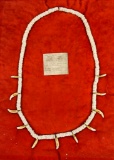 Native American Indian - Coyote Tooth And Shell Bead Necklace