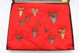 (11) Large Shark Teeth In Case