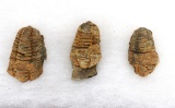 (3) Trilobite Fossils
