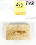 Knightia Eocaena Fish Fossil Specimen