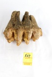 Mastodon Tooth