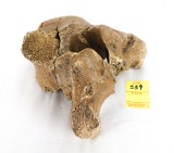 Large Fossilized Vertebrae