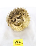 Taxidermy - 4