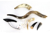 Taxidermy - (9) Horns & Tusks