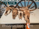 MISC. LOT OF 5 COW SKULLS -