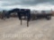 SHOPBUILT 38' DOUBLE WIDE HAY TRAILER, HYD. DUMP,