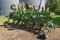 John Deere 845 Row Crop Cultivator 12 R 30” Hydraulic Folding Wings, Rolling Shields, 3 Pt.,Gauge Wh