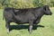 Minnesota Rose Top 41, Ear Tag Number 41, Birth Date: 4-14-2014, Cow#18085125