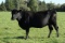 Minnesota Lily Top 51, Ear Tag Number 51, Birth Date 4-25-2015, Cow#18326540
