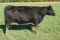 G F Plumb 100X, Ear Tag Number 162, Birth Date: 4-16-2016, Cow#18448492