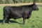 Minnesota Iris, Ear Tag Number 225, Dirth Date: 4-22-2012, Cow#17353630