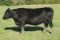 Minnesota Lily 224, Ear Tag Number 224, Birth Date: 5-16-2016, Cow#17709943
