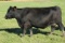 Minnesota Rose 4521X, Ear Tag Number 45, Birth Date: 4-14-2014, Cow#18084404