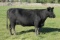 Minnesota Rose 4421X, Ear Tag Number 44, Birth Date: 3-23-2014, Cow#18084405