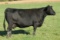 SLGN 6070 Everelda 9026W, Ear Tag Number 71, Birth Date: 4-16-2009, Cow#16657284
