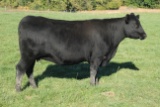 Minnesota Iris 505056, Ear Tag Number 56, Birth Date, 5-3-2015, Cow#18326542