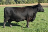 Minnesota Iris, Ear Tag Number 225, Dirth Date: 4-22-2012, Cow#17353630