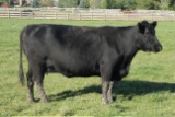 Minnesota Rose 4421X, Ear Tag Number 44, Birth Date: 3-23-2014, Cow#18084405