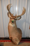 8 Point Shoulder Mounted Whitetail Deer, Pickup Only