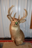 10 Point Shoulder Mounted Whitetail Deer, Pickup Only