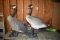 (2) Goose Decoys, One Is Damaged, Pick Up Only