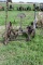 McCormick 5' Steel Wheeled Sickle Mower, With McCormick Seat, For Parts