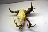 Bull Skull With 2 Sets Of Antlers