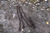 Log Chain With 2 Hooks