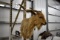 Spanish/Hawiian Ibex Goat Shoulder Mount