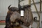 Wildebeest Shoulder Mount With Tail Hide