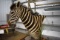 Zebra Shoulder Mount With Custom Built Oak Pedestal