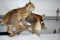 Full Body Bobcat And Pheasant Mount On Driftwood, wall mount
