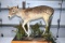 Believed to be a Fallow Deer Fawn Full Body Mount With Custom Oak Floor Display