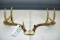7 Point White Tail Buck Antlers
