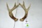 White Tail Deer Antler Sheds