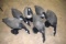 6 Plastic Goose Decoys