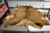 White Tail Deer Hide, 58