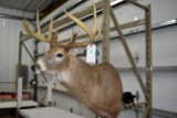 11 Point White Tail Buck Shoulder Mount