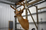 10 Point in Velvet White Tail Buck Shoulder Mount