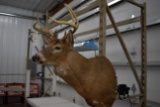 8 point White Tail Buck Shoulder Mount