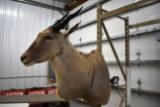 Common Eland Antelope Shoulder Mount