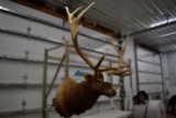 7 by 6 Bull Elk Mount