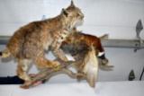 Full Body Bobcat And Pheasant Mount On Driftwood, wall mount