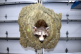 Racoon in a Tree Trunk Mount