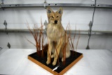 Full Body Mount of Sitting Coyote With Custom Oak Floor Display