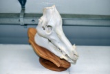 Boar Skull on Oak Mount-Pedestal